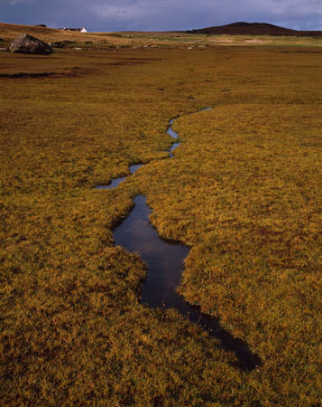 Pool in marshes, Ac#1C72D90