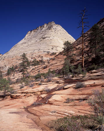 Side canyon& trees, Zion